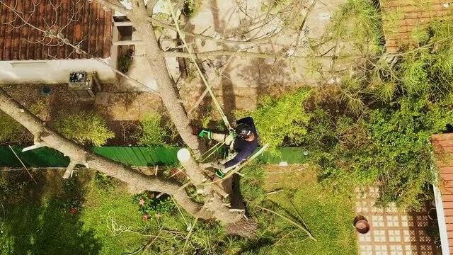 Professional arborist working on a pine tree with all the necessary security measures, tree worker climbing recorded with a drone 
