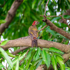 woodpecker on a branch