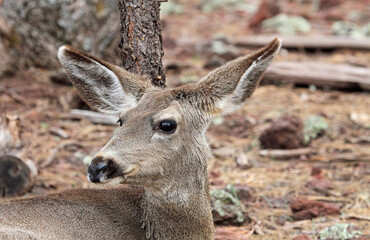 Female deer portrait