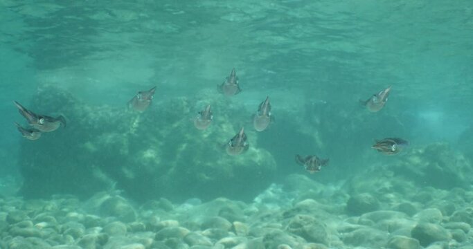 squid school  underwater  calamari drifting and swimming underwater close and slow ocean scenery animal cephalopod