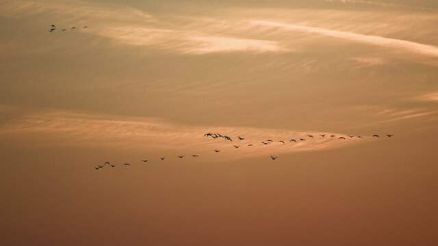 Flock Of Birds Flying In The Sky