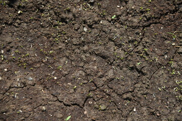 Onion cultivation in the vegetable garden. Sowing and germination. 