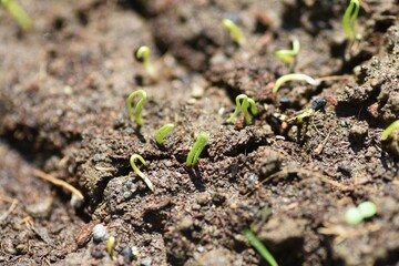 Onion cultivation in the vegetable garden. Sowing and germination. 
