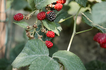 berries of a blackberry