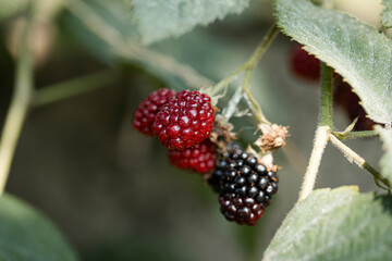 blackberry on branch