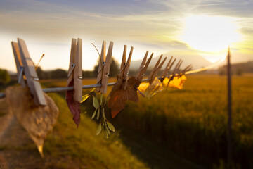 Hello autumn, autumn concept.Yellow autumn leaves are dried on an electric wire against the background of an autumn field and a sunset sky