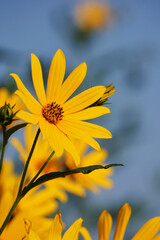 河辺に咲くキクイモの花