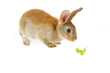 The rabbit in a white background