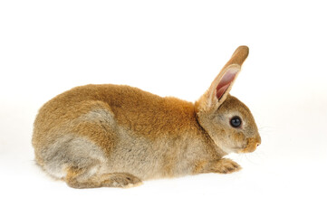 The rabbit in a white background