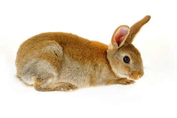 The rabbit in a white background