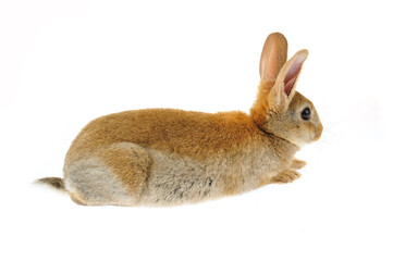 The rabbit in a white background