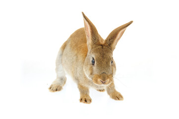 Obraz premium The rabbit in a white background