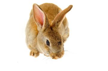 The rabbit in a white background