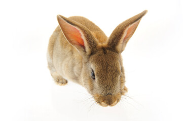 The rabbit in a white background