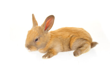 The rabbit in a white background