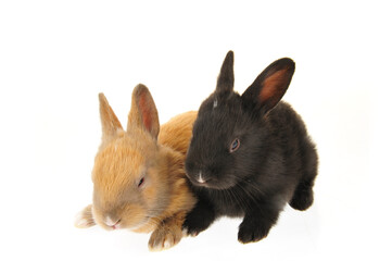 The rabbit in a white background