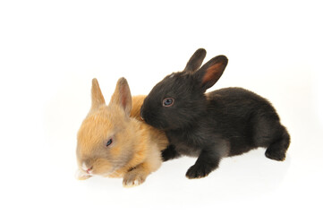 Obraz premium The rabbit in a white background