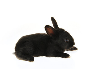 The rabbit in a white background