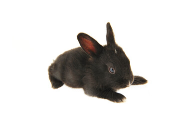 Obraz premium The rabbit in a white background