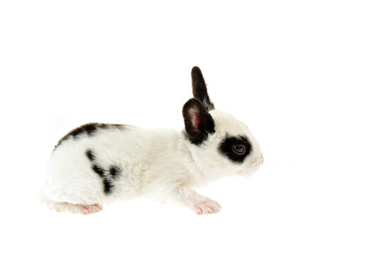 The rabbit in a white background