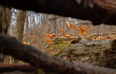 leaves framed by logs