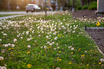 field of flowers
