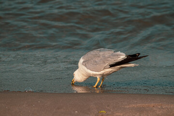 seagull on the beach