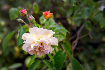 Close up of a rose bush with yellow flowers and orange buds in summer
