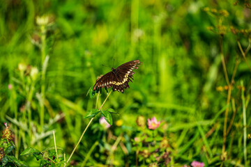butterfly on flower and grass