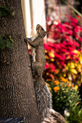 squirrel on a tree