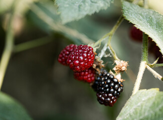 blackberry 
