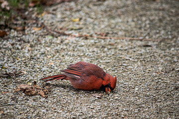 robin on the sand