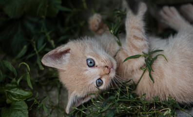 Kitten