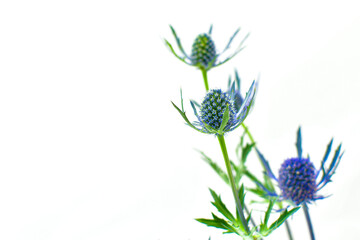 白背景の「エリンジウム」
Eryngium on a white background