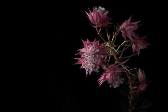 黒い背景の「セルリア フロリダ」
Serruria florida on black background