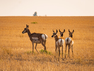 pronghorn, an antelope-like wild animal, on the grasslands of Montana