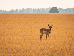 Naklejka premium pronghorn, an antelope-like wild animal, on the grasslands of Montana