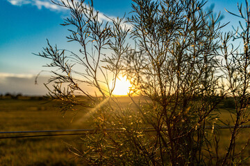 sunset in the field