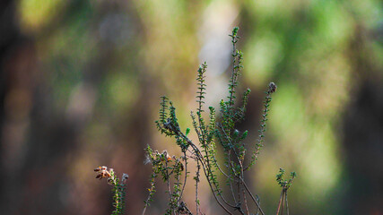 Macro de bruyères et d'autres espèces végétales, peuplant le sol de la forêt des Landes de Gascogne