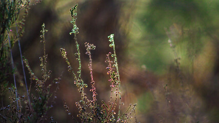 Macro de bruyères et d'autres espèces végétales, peuplant le sol de la forêt des Landes de...