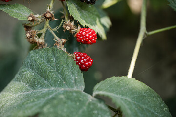 Food photo. Fruits. Berry. 