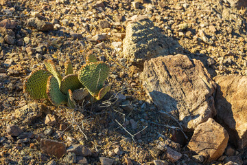 Cactus growing in the desert sand
