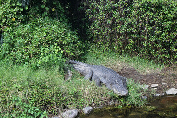 水飲み場に来た大きなワニ