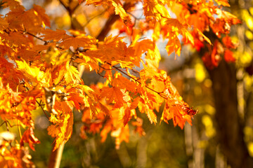Naklejka na ściany i meble autumn orange leaves on a blurry background