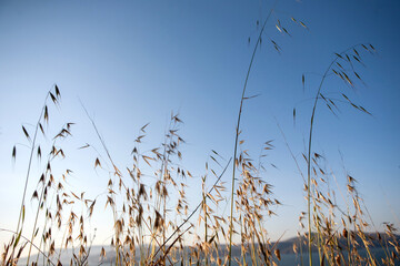 Dry weeds as seen at sunset time with a horizon in the background.