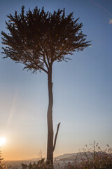 Fototapeta na wymiar A tree with a sun setting in the background.
