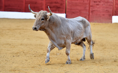 un toro de color blanco con grandes cuernos corriendo en una plza de toros en españa