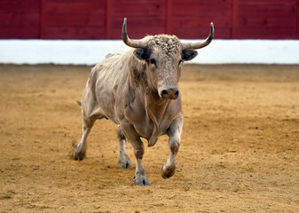 un toro de color blanco con grandes cuernos corriendo en una plza de toros en españa