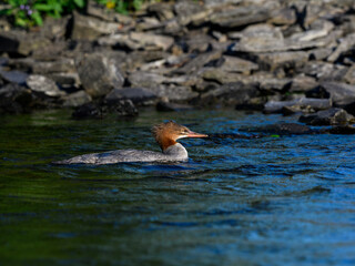 Female Common Merganser Swimming in Dark Green Water 