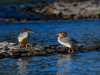 Female Common Mergansers Resting on the Rocky River Shore